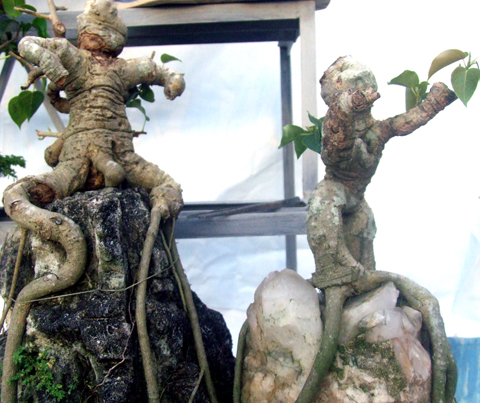 Bonsai, cay canh nghe thuat, cây cảnh nghệ thuật, cay the, cây thế, triển lãm bonsai, trien lam bonsai, triển lãm cây thế, trien lam cay the